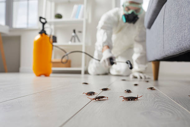 Post-Treatment Bed Bug Interceptor Monitoring in Gordonsville